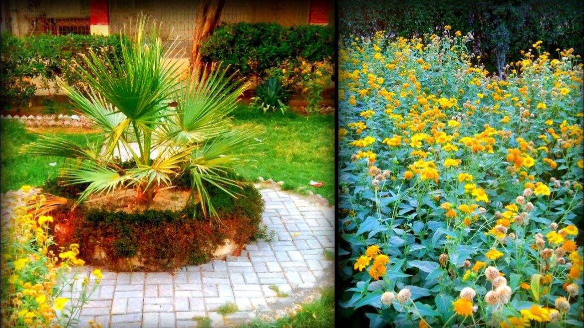 FRONT DESIGN IDEAS FOR GARDEN |Modern Interior garden|Green grass|Complete visit of my garden#garden FRONT DESIGN IDEAS FOR GARDEN |Modern Interior garden|Green grass|Complete visit of my garden#garden