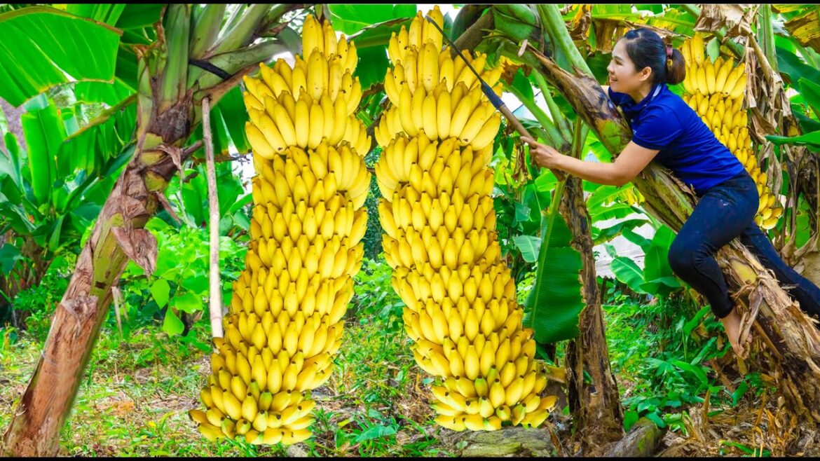 Harvest Queen Bananas - 2 Years Alone in Forest