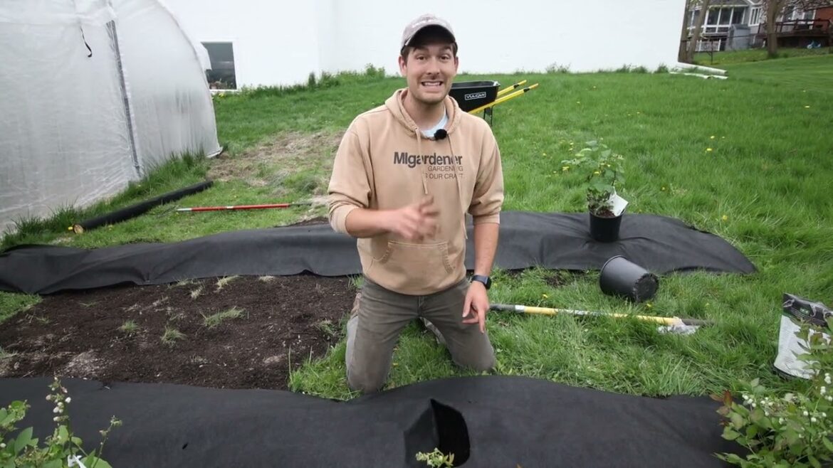 You Would be CRAZY to Grow Blueberries Without These Tips!