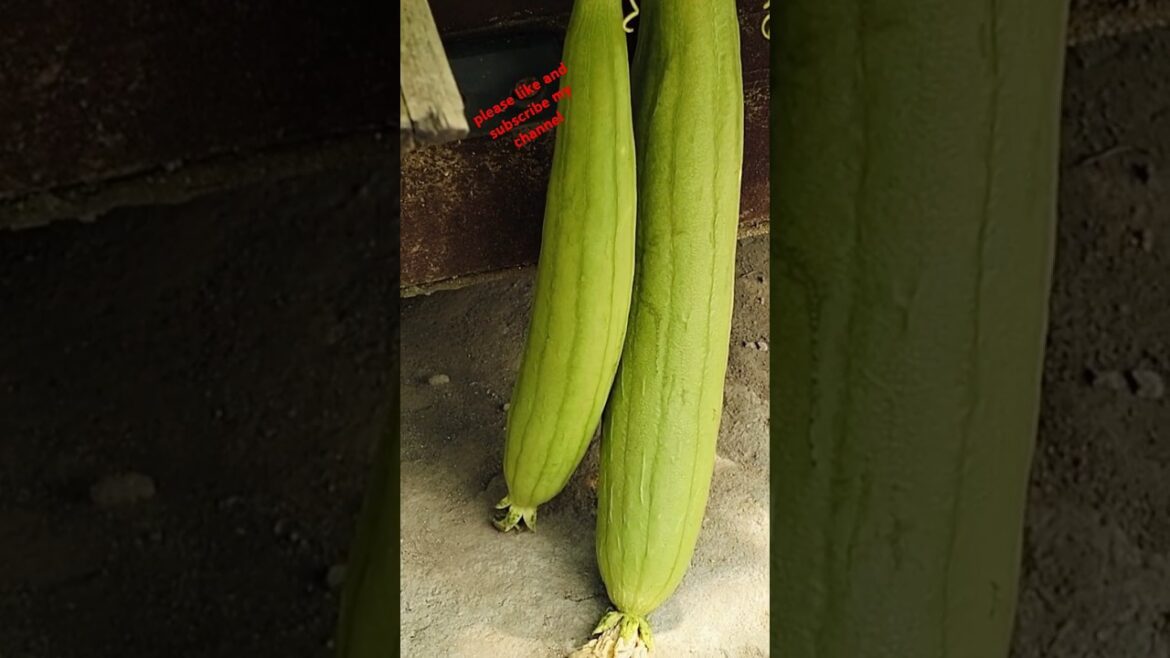 Vegetable Gardening #shorts #viral #trending