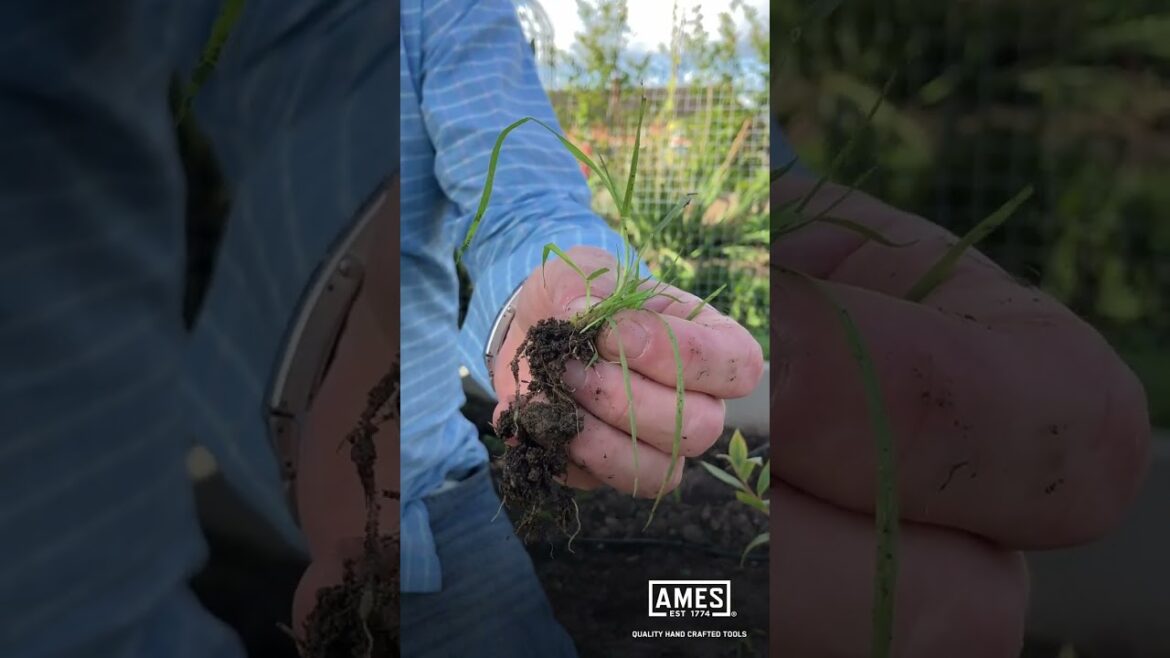 David Domoney: AMES Garden Tips – Dig out the roots of weeds David Domoney: AMES Garden Tips - Dig out the roots of weeds