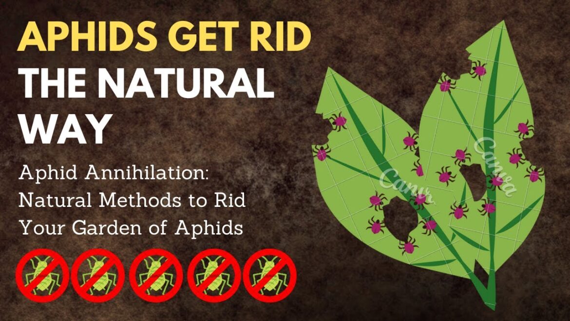 APHID ANNIHILATION: NATURAL METHODS TO RID YOUR GARDEN OF APHIDS