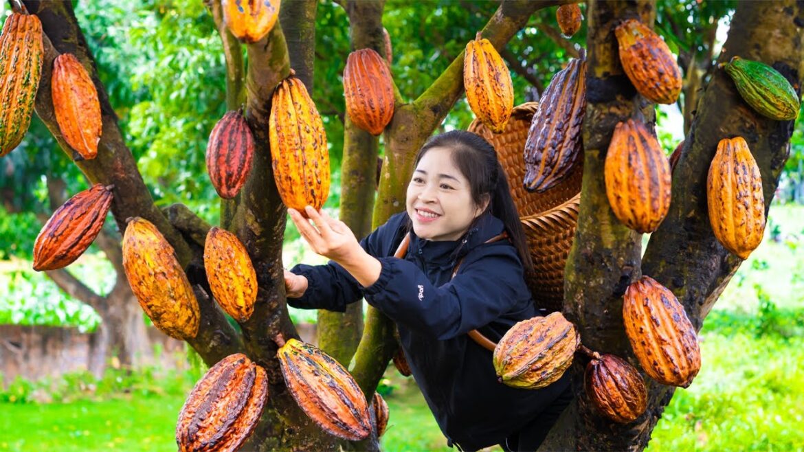 Harvest Cocoa Goes To Market Sell | Gardening And Cooking | Lý Song Ca