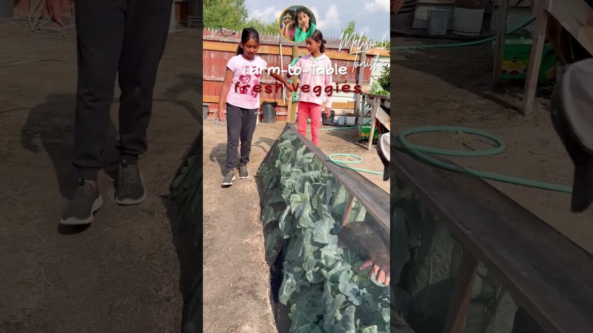 Farm-to-Table Adventure: Kids Harvest Fresh Veggies #like #garden