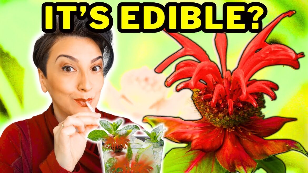 7 Reasons to Plant RED BEE BALM This Spring