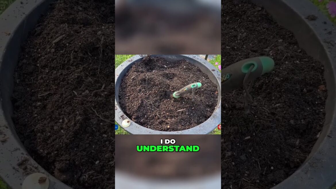 Can You Reuse Potting Soil? Here’s What You Need to Know! #gardening #containergardening Can You Reuse Potting Soil? Here's What You Need to Know! #gardening #containergardening