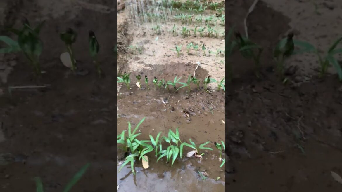 Growth garden at home/ simple tips growth vegetable #short  #garden #vegetable