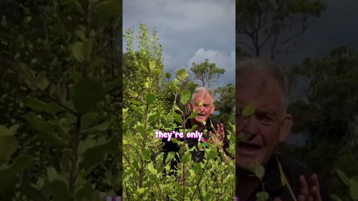 Pittosporum Mighty Screens are fabulous big bushy. But the AMAZING thing is they’re only💲11.99 WOW! Pittosporum Mighty Screens are fabulous big bushy. But the AMAZING thing is they're only💲11.99 WOW!