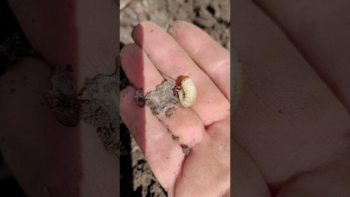 Japanese beetle grub #garden #gardening #gardeningtips #shorts