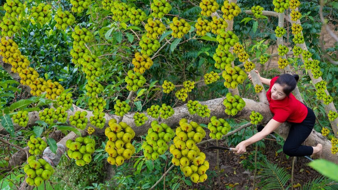 Harvest Figs Goes To Market Sell | Gardening And Cooking | Lý Song Ca