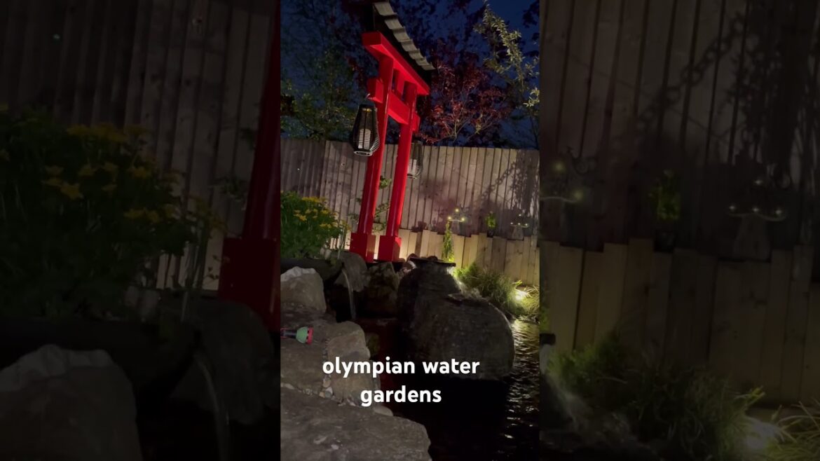 #japanese inspired #gardendesign #olympianwatergardens #ecosystem #koi  #waterfeatures #manchester