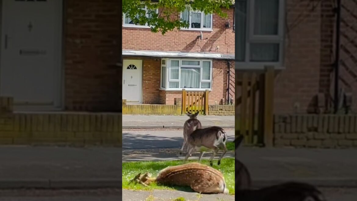 Fallow deer FALLS OVER in my front yard/garden. 😢 #fallowdeer #nature #wildlife #bucks