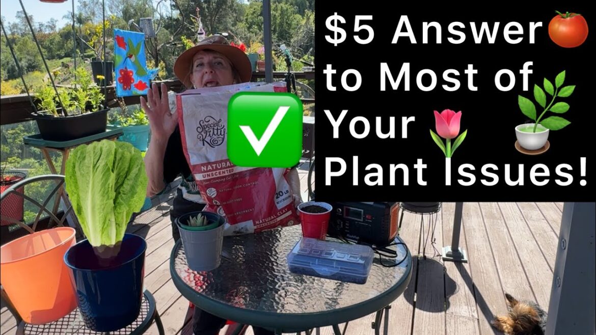 Kitty Litter in Soil Helps Plants Grow in Vegetable Container Gardening, Stop Pests in Indoor Plants Kitty Litter in Soil Helps Plants Grow in Vegetable Container Gardening, Stop Pests in Indoor Plants