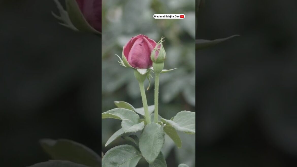 The Terrifying Mystery of Roseflower #viral