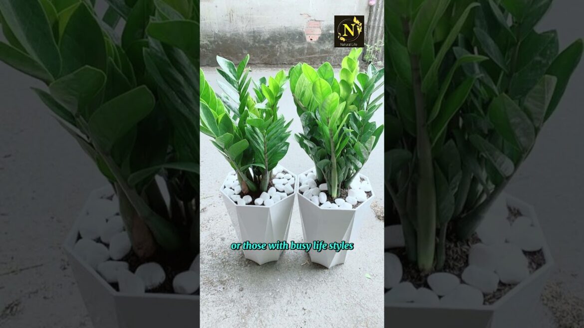 4 Common House Plants #plants #leafing #indoorplants #viral #shorts #shortsvideo #youtubeshorts #usa