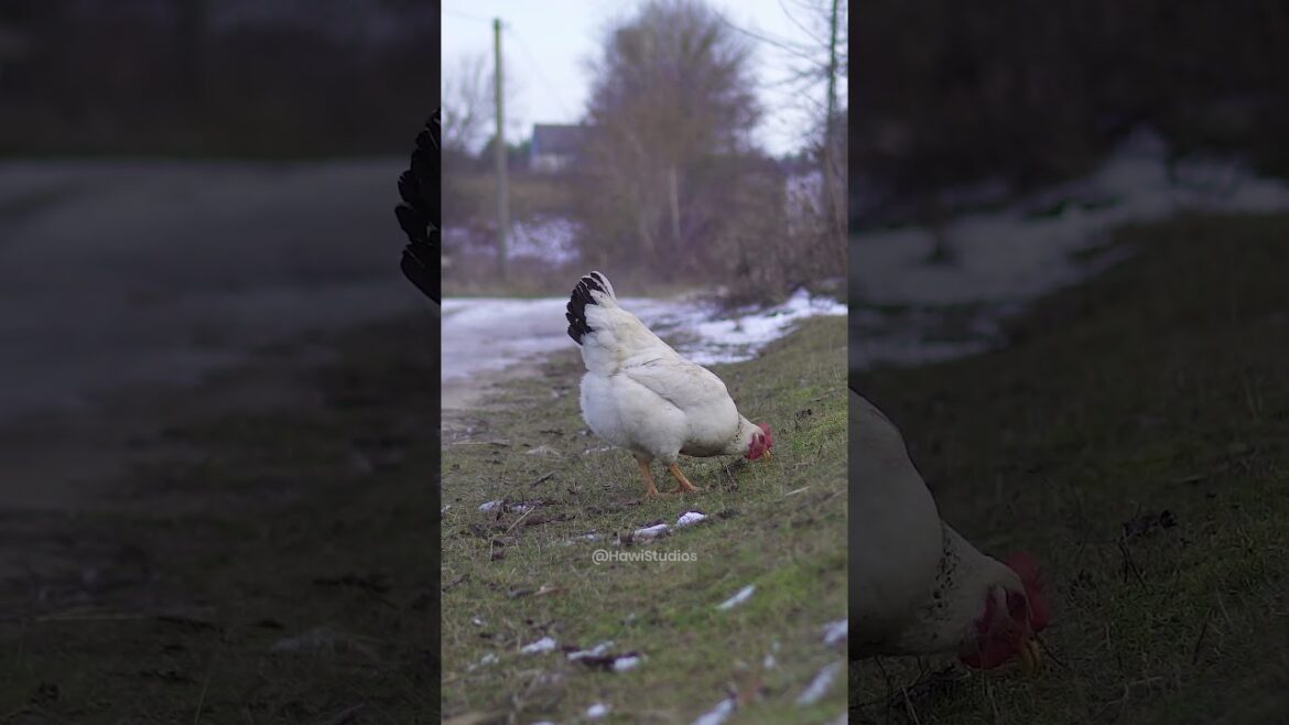 Chicken Clucking while pecking in the garden #chicken #plucking #pecking #backyard #garden HA05620