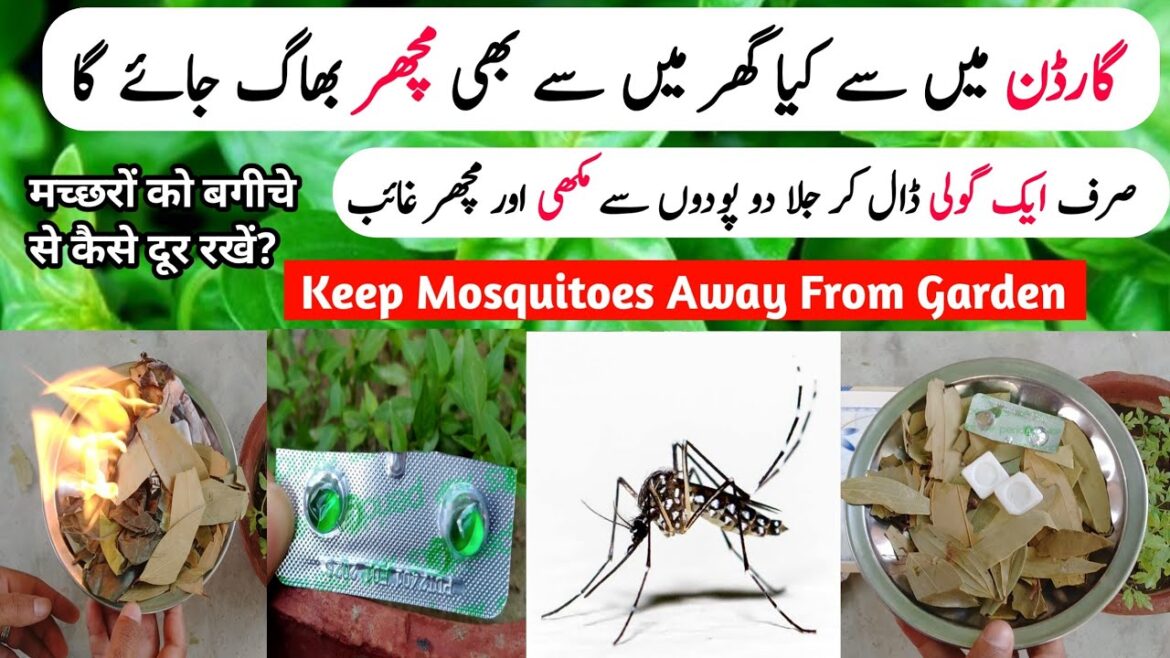 Mosquito Killer Homemade | Keep Mosquitoes Away From Yard – Home Gardening Tips Mosquito Killer Homemade | Keep Mosquitoes Away From Yard - Home Gardening Tips