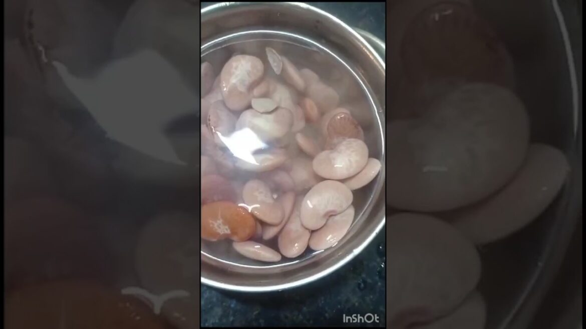 How to Grow kidney beans at home 🌿💚🪴#shorts#gardening#दूध मोगरा #chemicalfreegardning How to Grow kidney beans at home 🌿💚🪴#shorts#gardening#दूध मोगरा #chemicalfreegardning