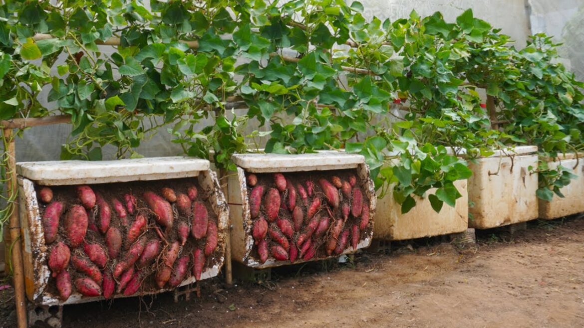 I wish I had known this tip for growing sweet potatoes sooner I wish I had known this tip for growing sweet potatoes sooner
