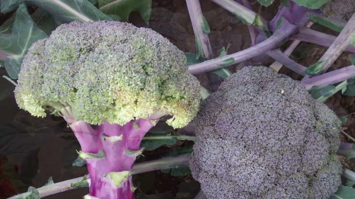 Broccoli Purple Magic AAS Winner