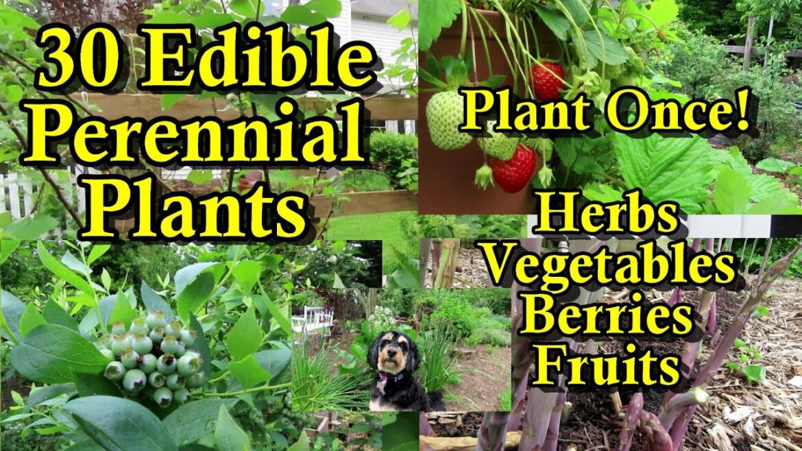 Gary Pilarchik: 30 Perennial Crops to Plant Once & Eat Forever: Herbs, Vegetables, Brambles, Berries, Nuts, & Fruits 30 Perennial Crops to Plant Once & Eat Forever: Herbs, Vegetables, Brambles, Berries, Nuts, & Fruits