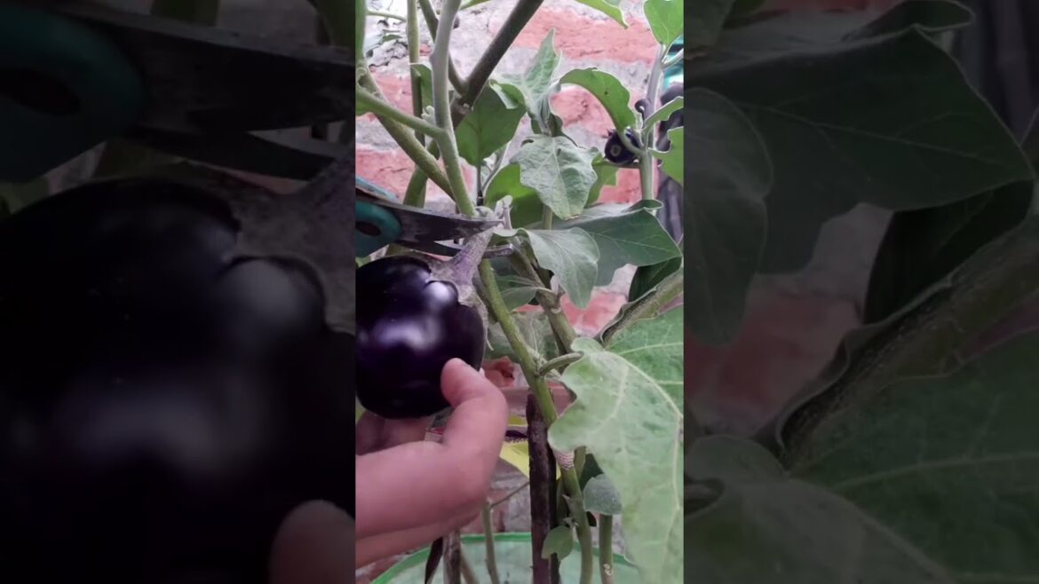 छत मिल जाती है इतनी सारी ऑर्गेनिक सब्जिया/vegetable gardening in pot # short # video #gardening छत मिल जाती है इतनी सारी ऑर्गेनिक सब्जिया/vegetable gardening in pot # short # video #gardening