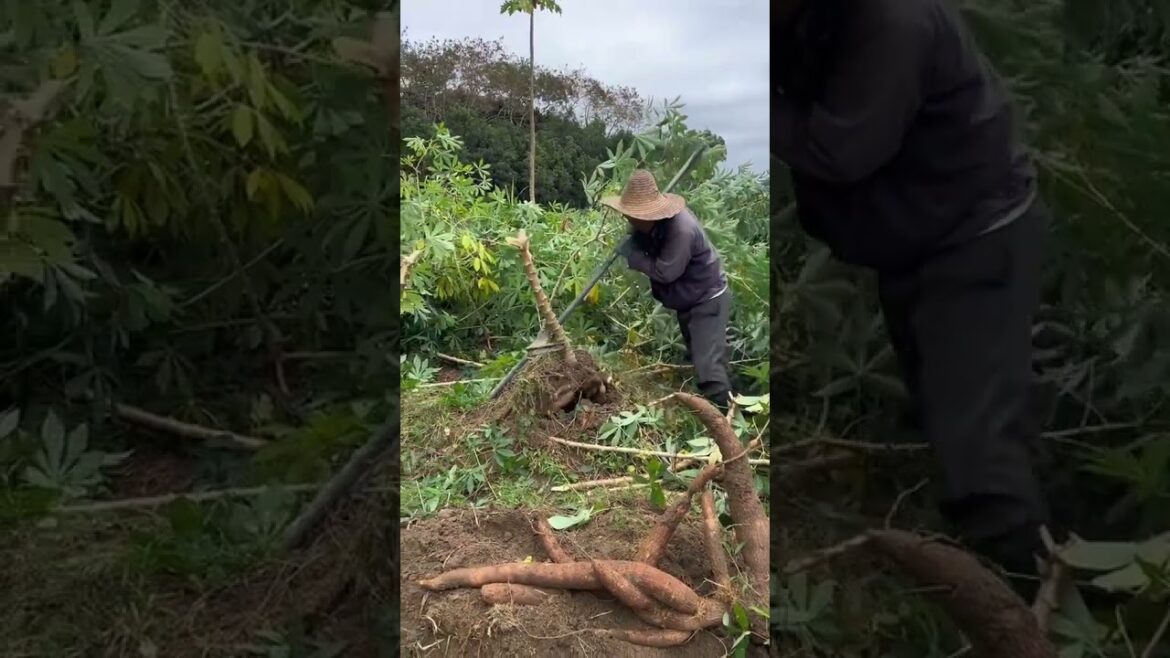 Smart work    #cactus #agriculture #aloevera #flower #roses #garden #tips #satisfying  #asrm #tricks