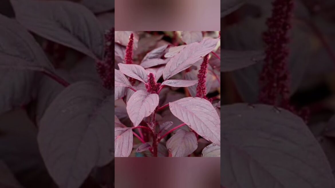 leafy vegetable name| name of edible leaves with pichture in English and punjabi #vegetables leafy vegetable name| name of edible leaves with pichture in English and punjabi #vegetables