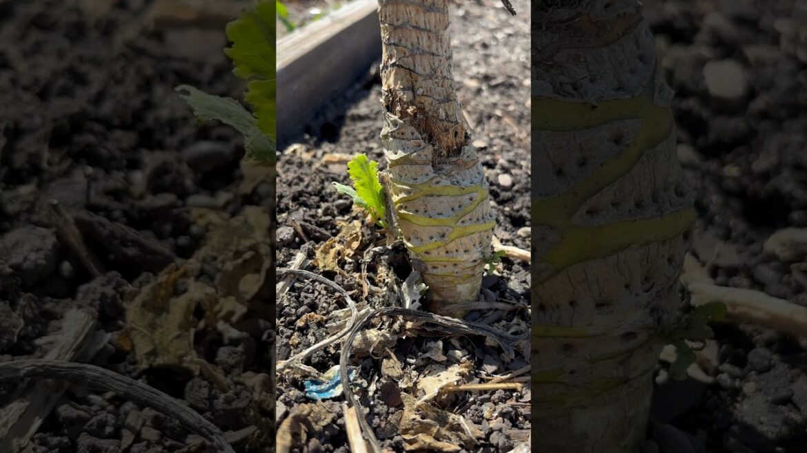 Surprise!  My collard greens survived the winter. #gardening #vegetablegardening #garden