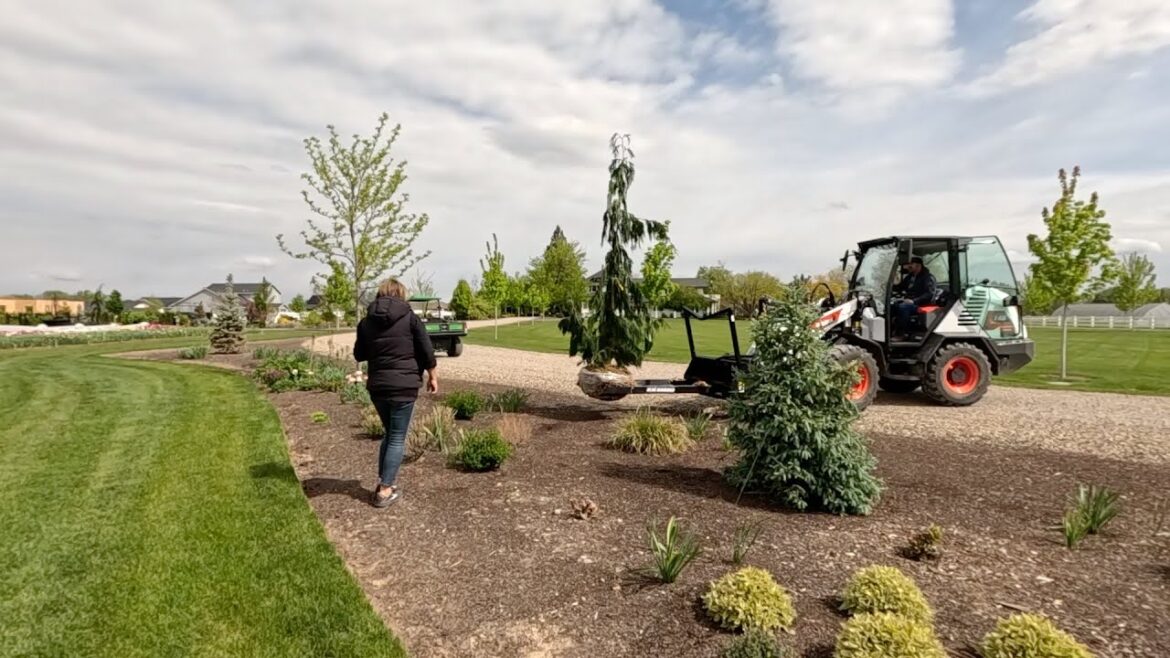 Garden Answer: Planting 5 Big Gorgeous Evergreens & 2 Lilacs! ๐ฒ๐๐ฒ // Garden Answer Planting 5 Big Gorgeous Evergreens & 2 Lilacs! ๐ฒ๐๐ฒ // Garden Answer