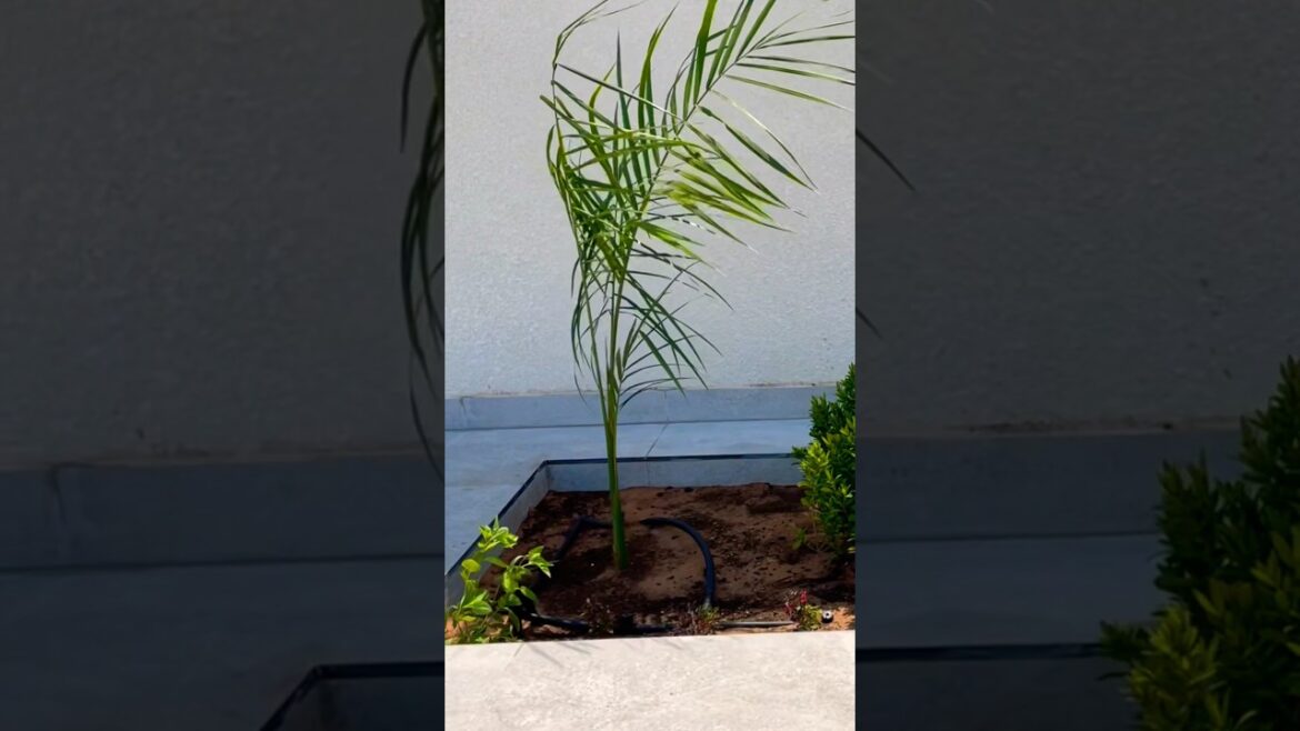 Garden design#  #shortvideo #design #follower #plants #shorts #garden