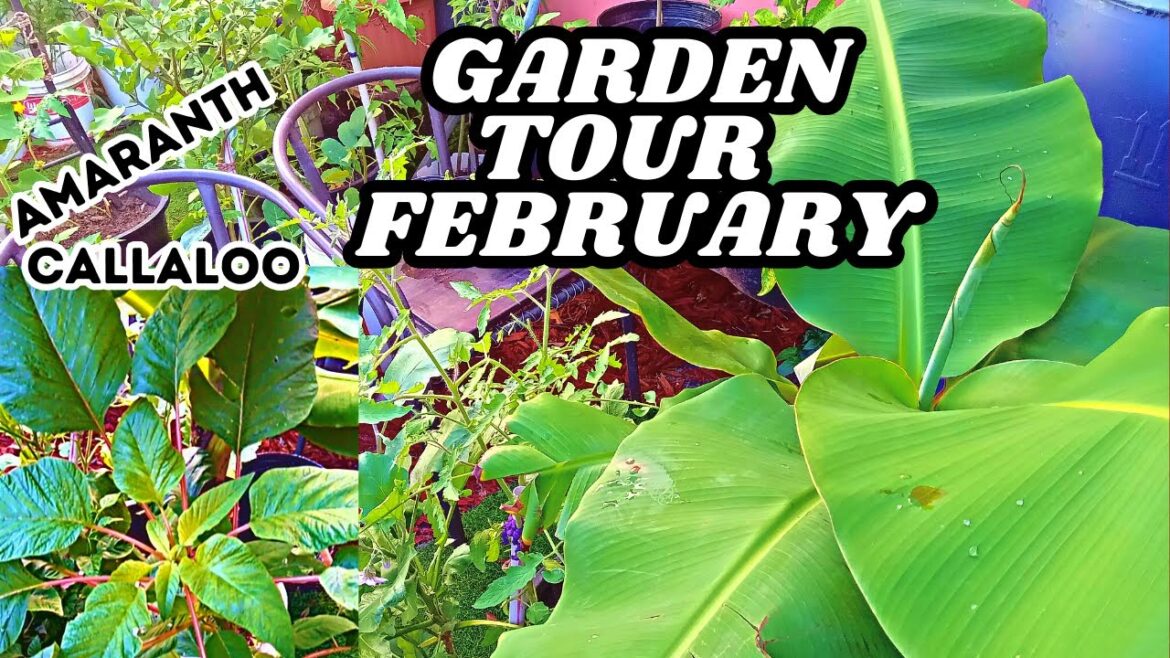 Garden Tour π―π² || February2024 ||Jamaican Backyard Garden: Edition 1 Garden Tour π―π² || February2024 ||Jamaican Backyard Garden: Edition 1