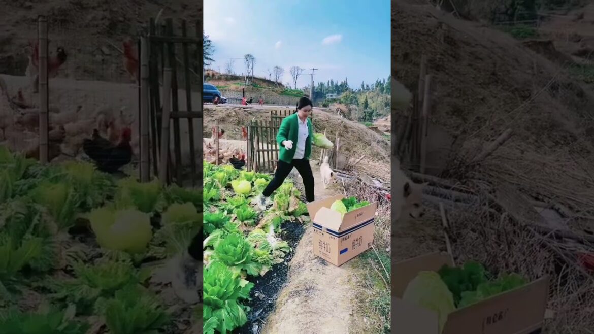 Build your own vegetable garden and enjoy delicious food from home #shorts #trending