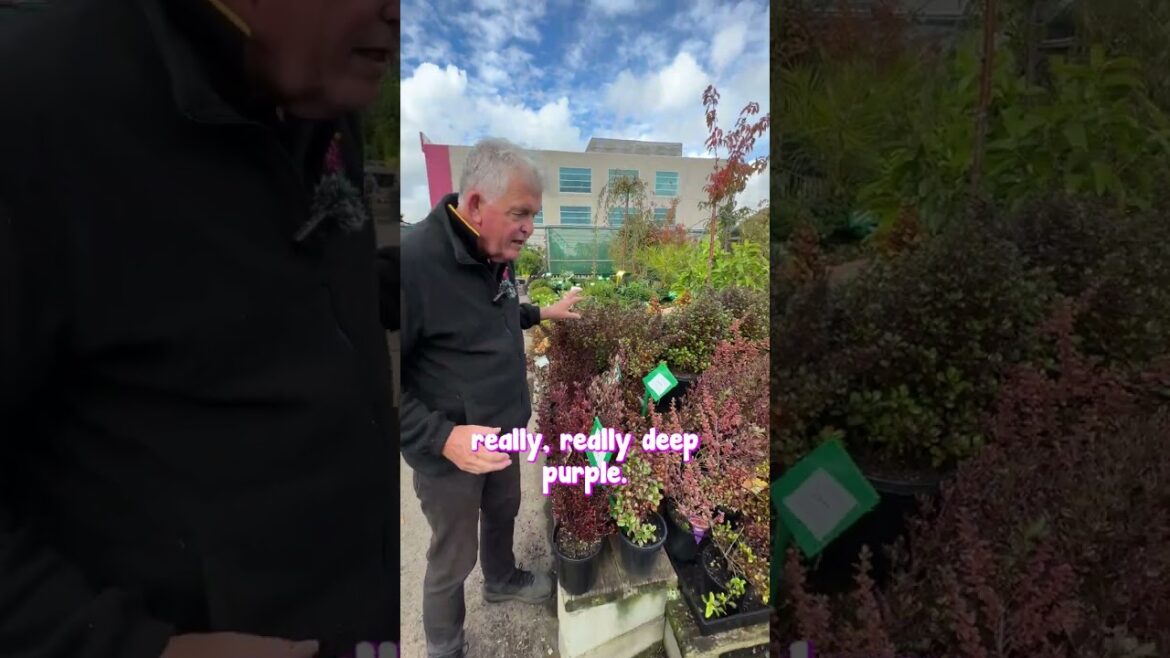 Create a Winter Garden that is FILLED With Colour Using Coprosma