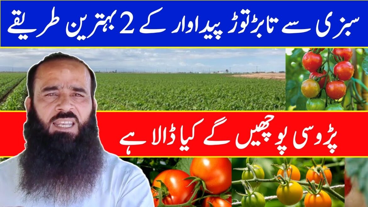 Summer Vegetables Farming | Vegetable Gardening | Summer Vegetable |@ATCOrganic