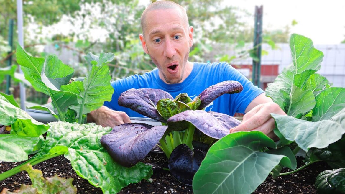 James Prigioni: 5 Crops That Grow FASTER Than WEEDS! 5 Crops That Grow FASTER Than WEEDS!