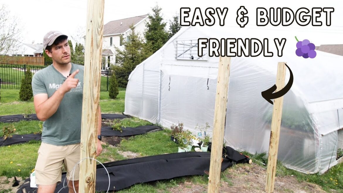 MIgardener: I Couldn’t BELIEVE How CHEAP & EASY This Grape Trellis Was to Build! 🍇 I Couldn’t BELIEVE How CHEAP & EASY This Grape Trellis Was to Build! 🍇