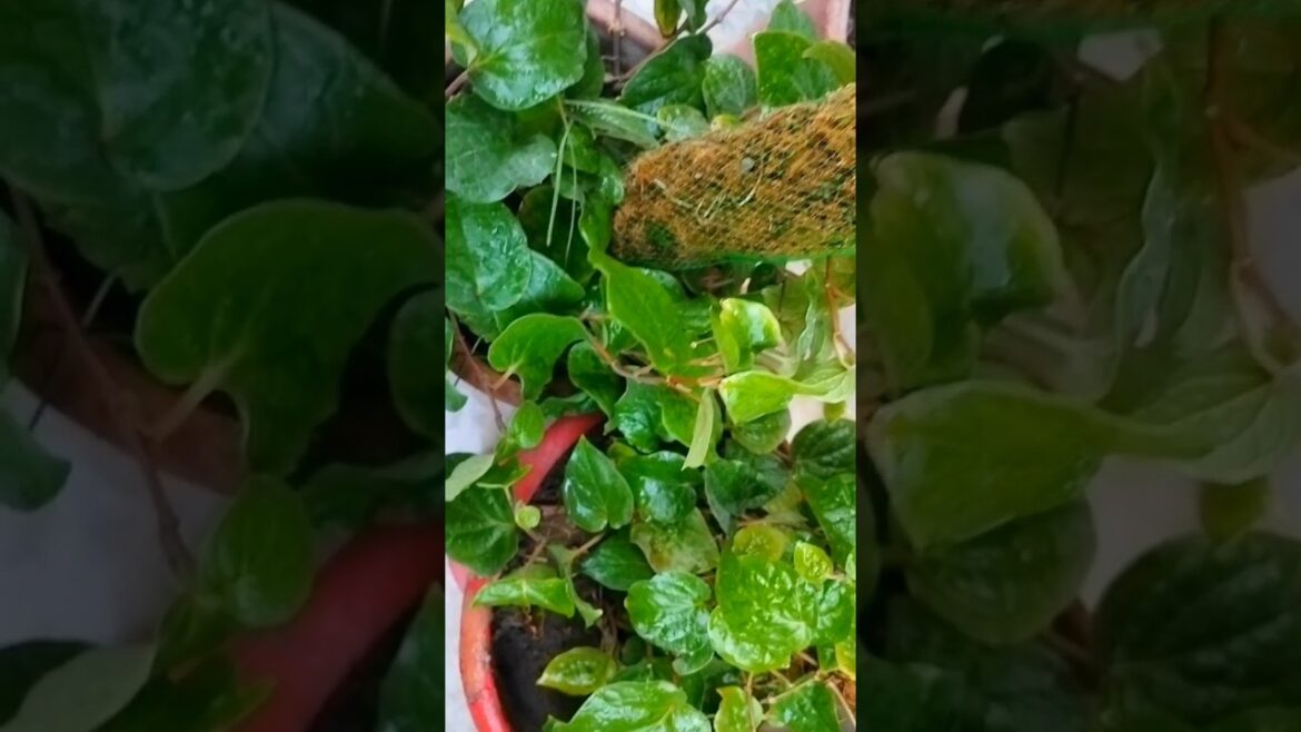 Best gardening tips that actually work#shorts #viral #diy #fertilizer #garden #ytshorts #foryou