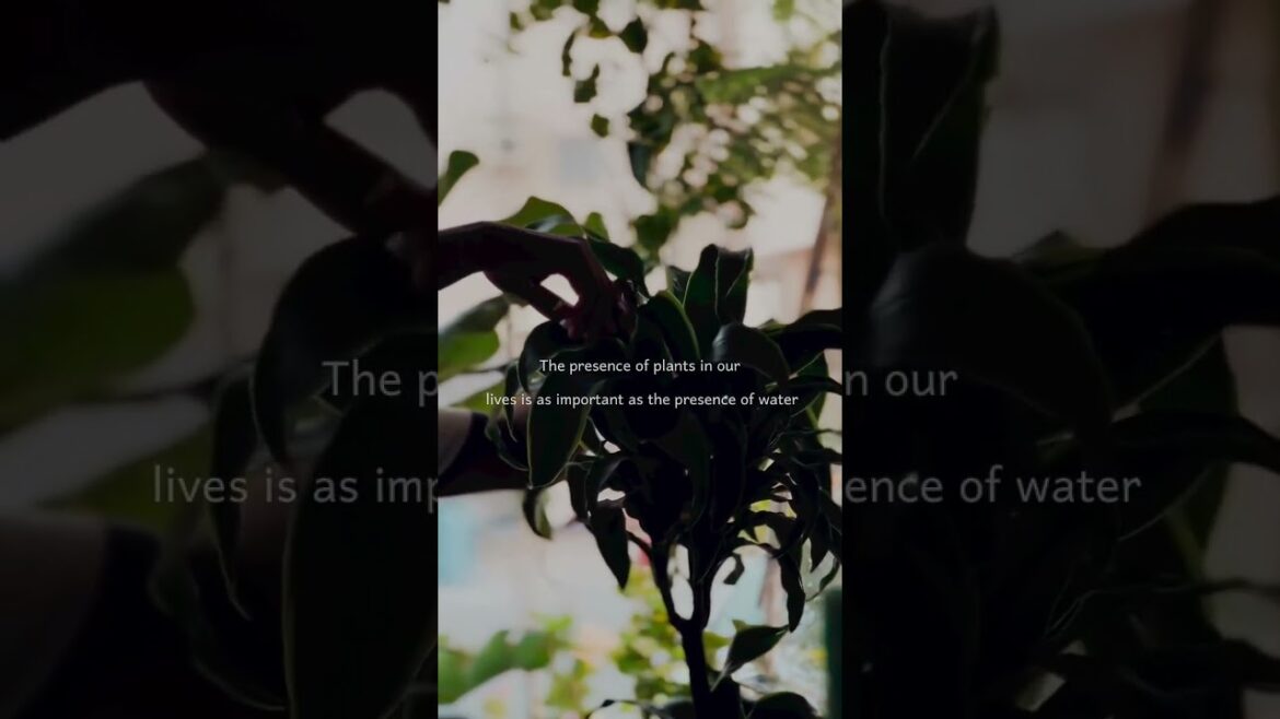 plant give Water#plants  #gardening