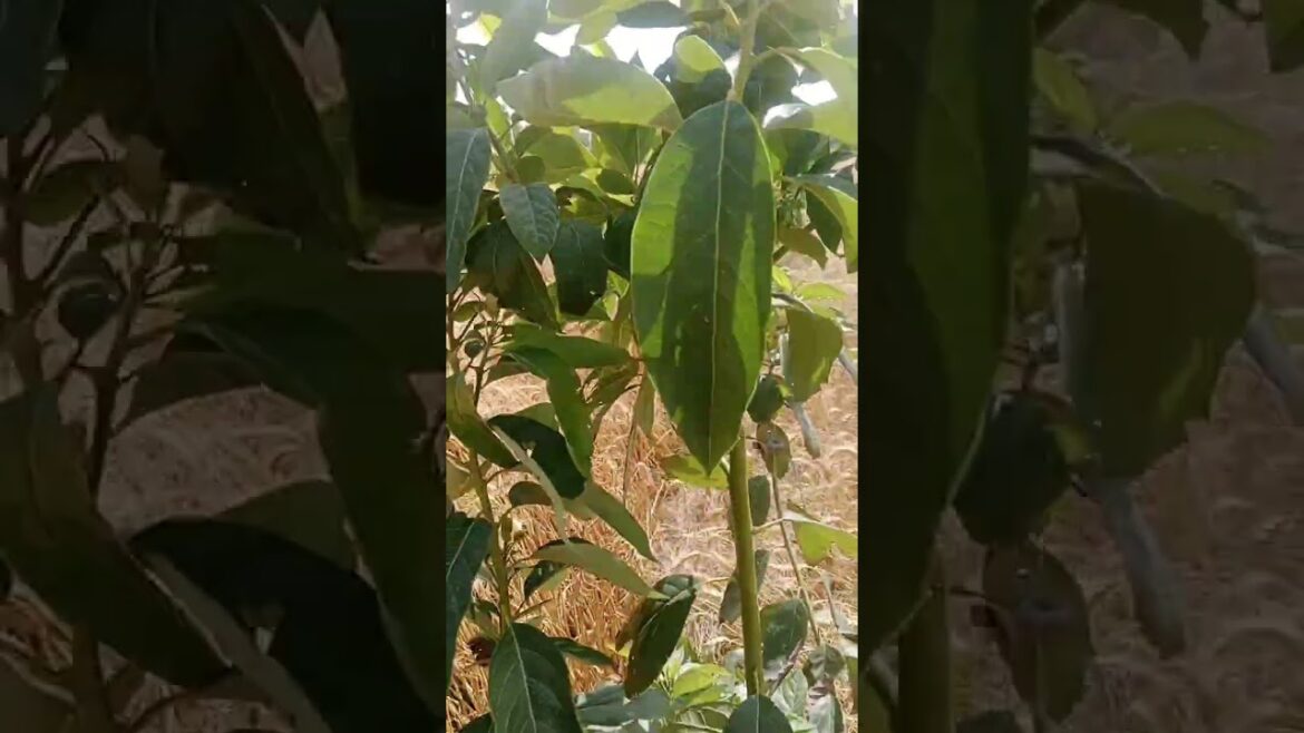 ایووکاڈو کا کاشت۔Avocado Plantation in Faisalabad Punjab Pakistan