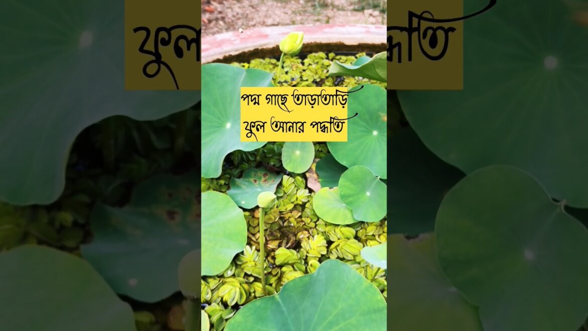 Gardening Tips #185 | #gardeningshorts #shortsfeed #lotus