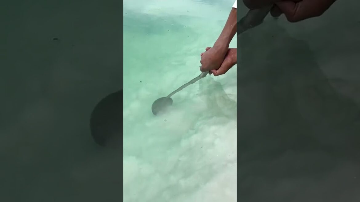 6603 🥕🌴🏺🌼🌱 #gardening #instagood #healthyfood #countrylife #foodstagram