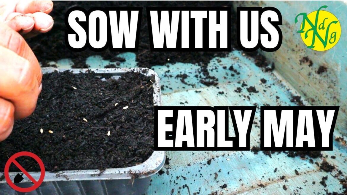 Sow With Us in Early May 2024 || What To Sow In May || Allotment Gardening For Beginners UK