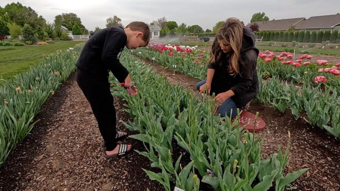 What, When & How to Deadhead Bulbs & Planting Flower Seedlings (Rudbeckia & Echinops)! 🌷✂️🌿