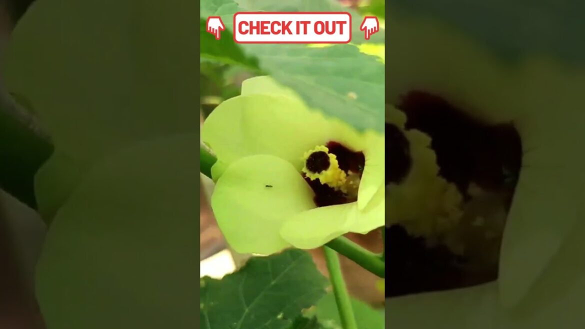 வெண்டைக்காய் #gardening #trending #growing#vegetables #farming  #agriculture #vegetable #gardening