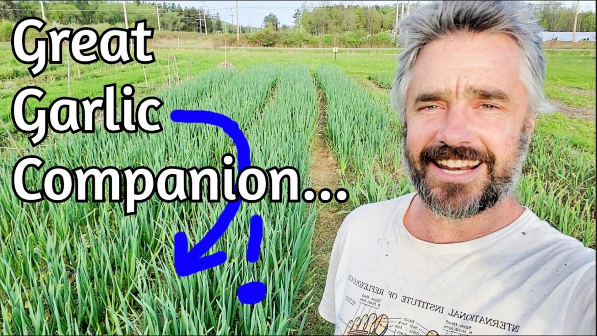 Garlic has a new best friend!