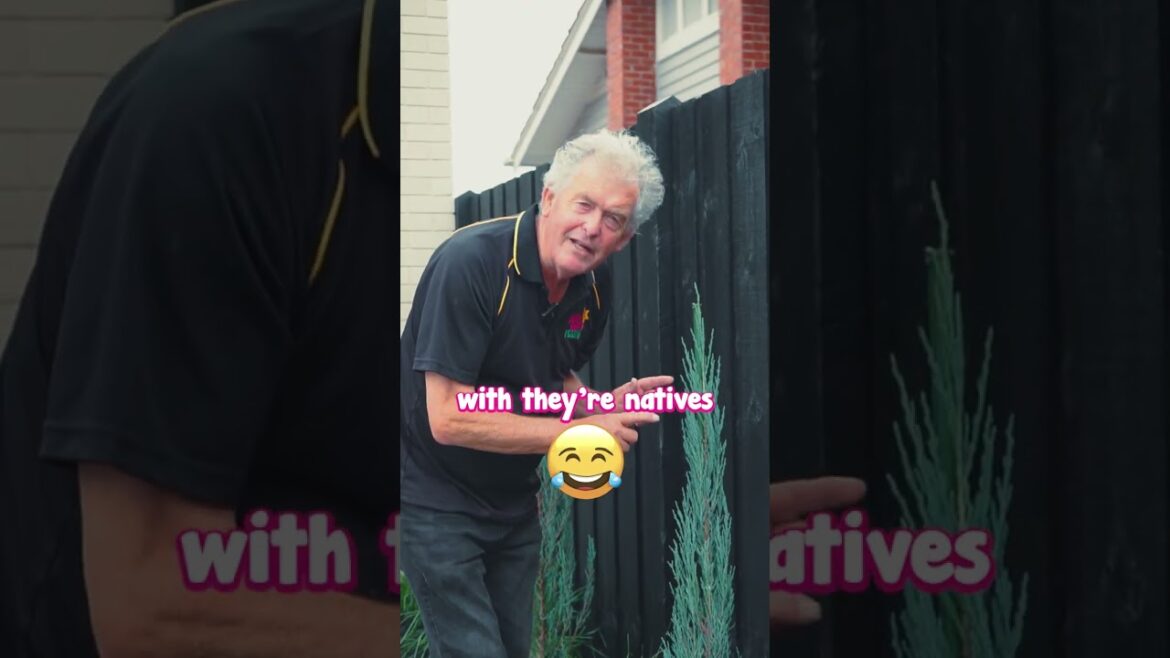 Design Reveal! Australian Natives with a Touch of Exoticness Design Reveal! Australian Natives with a Touch of Exoticness