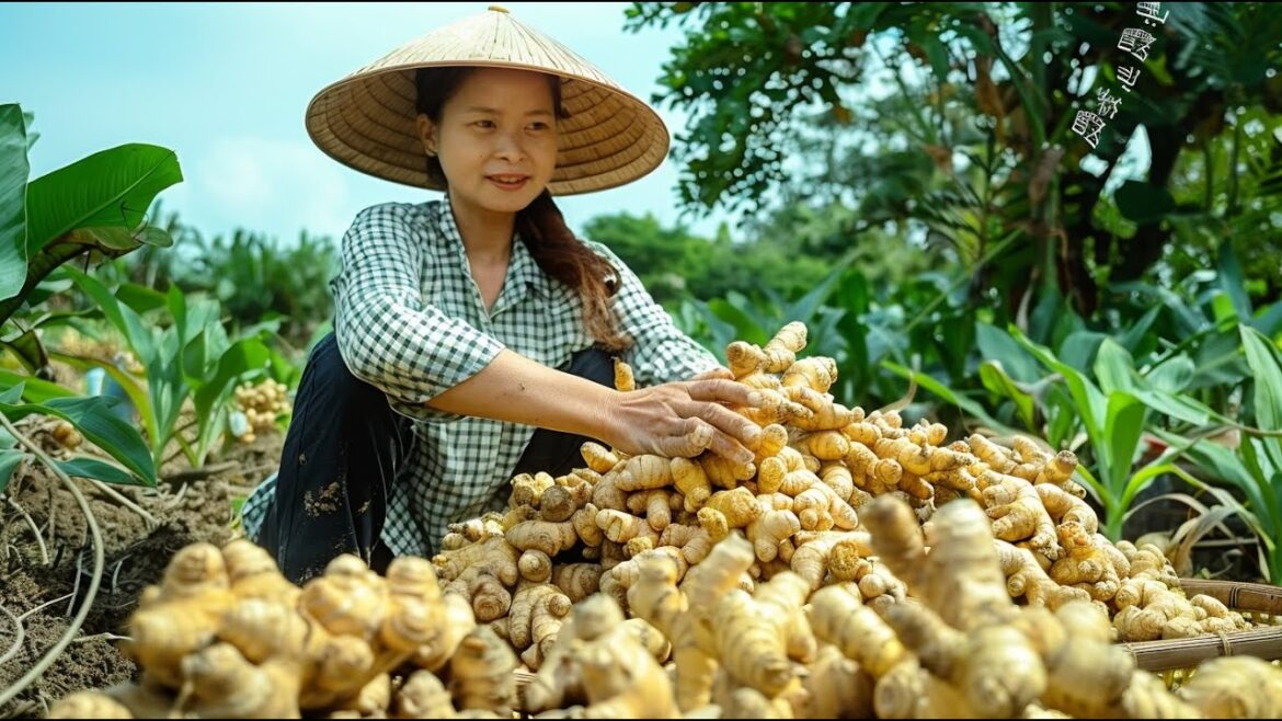 Harvesting Gingers Goes To Market Sell – Digging Ginger Root – Vegetable Gardening – Baby Care Harvesting Gingers Goes To Market Sell - Digging Ginger Root - Vegetable Gardening - Baby Care