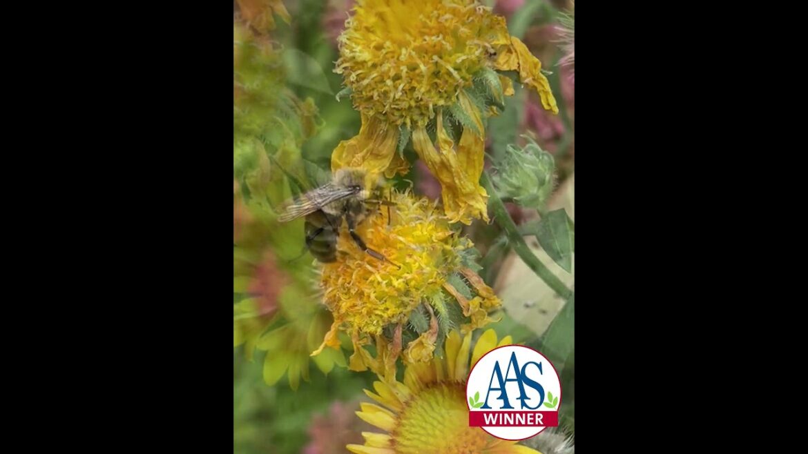 2 bees on gaillardia #celosia #gardening #containergardening #garden #gardeningtips #spring#flowers