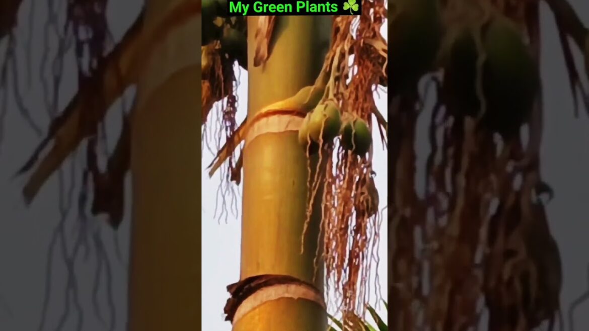 Supari kaTree / Supari Kaisi Hoti hai /सुपारी के फायदे/ Tamul #mygreenplants #shortvideo #viral Supari kaTree / Supari Kaisi Hoti hai /सुपारी के फायदे/ Tamul #mygreenplants #shortvideo #viral